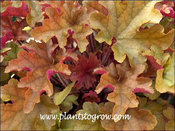 New leaves start as a with a reddish tint than change to amber.